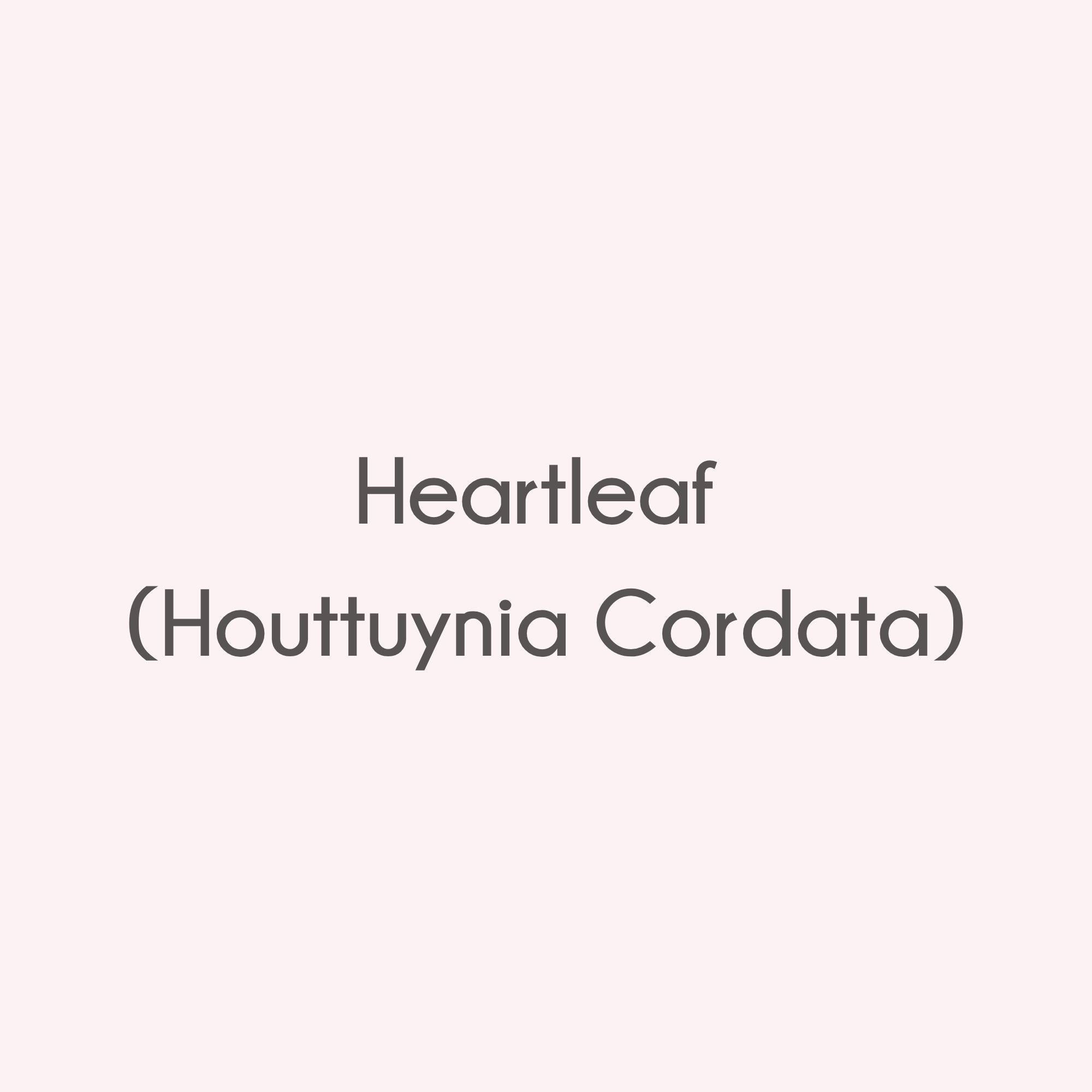 Heartleaf (Houttuynia Cordata, 어성초 추출물) ist ein traditioneller asiatischer Heilpflanzenextrakt, der durch seine außergewöhnlichen entzündungshemmenden und beruhigenden Eigenschaften empfindliche und irritierte Haut sanft regeneriert.
