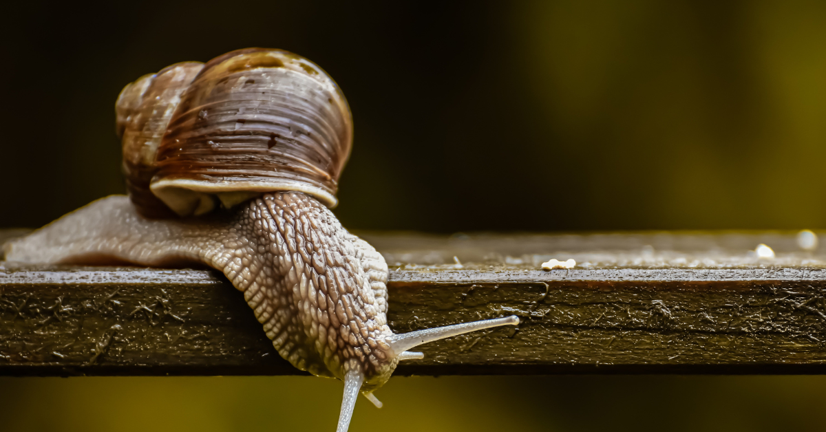 Schneckenschleim für die Haut: Diese Vorteile darfst du nicht verpassen