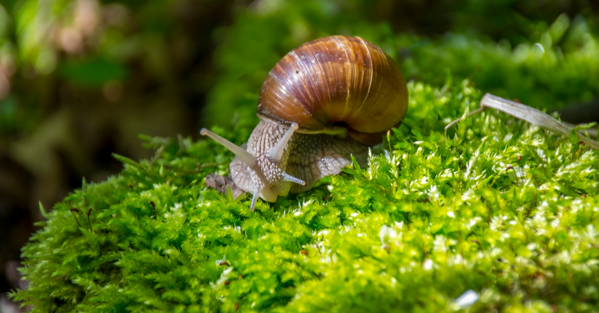 Die Wunder der Schneckenschleim - Einzigartige Wirkstoff in Hautmasken