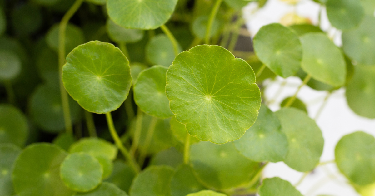 Entfessle die Wunder der Centella Cica Maske