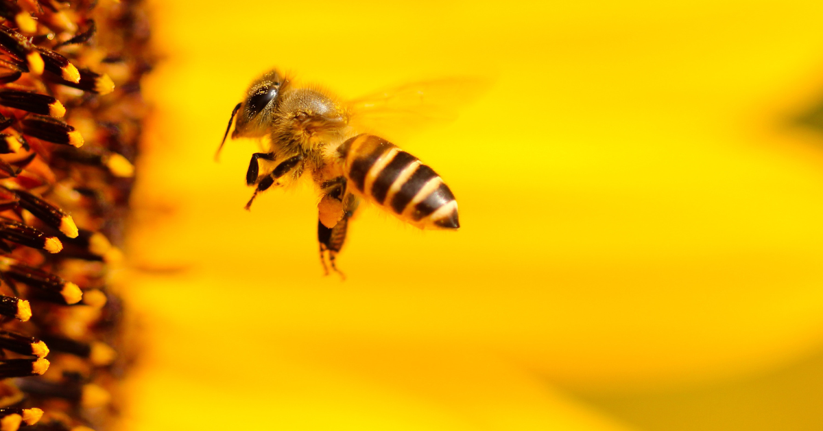 Das Wunder des Bienengifts in koreanischer Kosmetik 